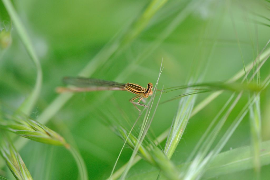Platycnemis pennipes???